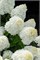 Шугар Раш , Living® (Европа) (Hydrangea paniculata Sugar Rush) 4062