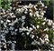 Эбони энд Айвори (Weigela Ebony and Ivory) 4065