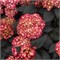 Эклипс First Editions® (Hydrangea macrophylla Eclips First Editions®) 4069