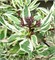Элегантиссима (Cornus alba Elegantissima) 4073