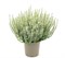 Элиза (Calluna vulgaris Elisa) 4074