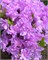 Элси Ли (Azalea japonica Elsie Lee) 4076