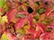 Эннис Винтер Оранж (Cornus sanguinea Anny's Winter Orange) 4080