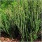 Эректа (Berberis thunbergii Erecta) 4082