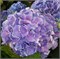 Эрли Блю (Hydrangea macrophylla Early Blue) 4084