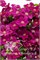 Эрнест Маркхем (Clematis Ernest Markham) 4086