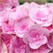 Ю энд Ми Лов (Hydrangea macrophylla You & Me Love) 4090