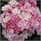 Ю энд Ми Романс (Hydrangea macrophylla You & Me Romance) 4093