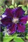 Юлька (Clematis Julka) 4094